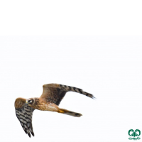 گونه سنقر خاکستری Hen Harrier